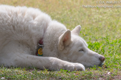 Qannik naps in the campsite.