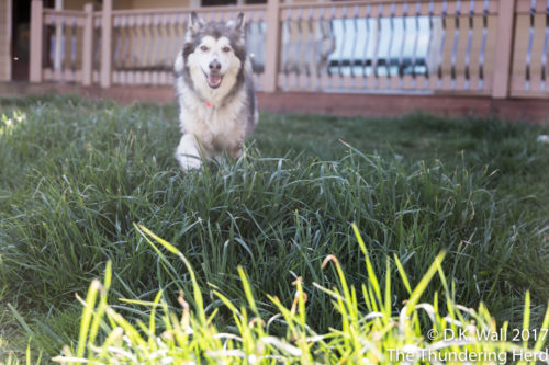 Tall grass above my legs, Hu-Dad.