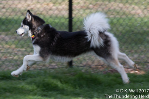 HoverDog demonstration