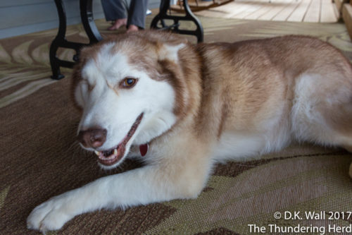 Ruby asks for one more ear scratch.