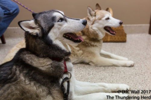 Typhoon and Cheoah waiting on the verdict.