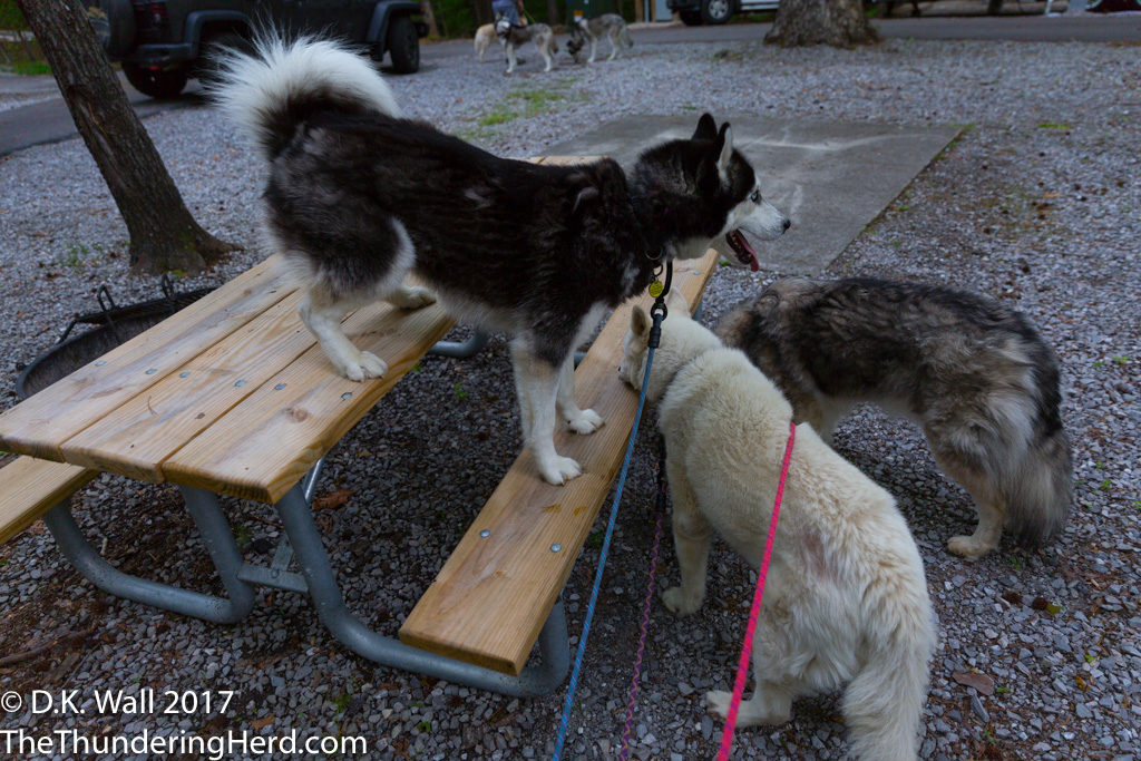 Are we eating dinner on the picnic table?