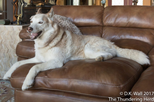 Cheoah's couch.