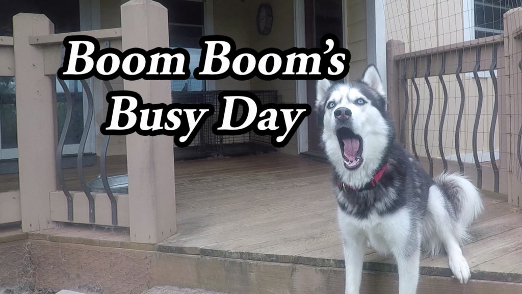 Boom Boom Busy Day