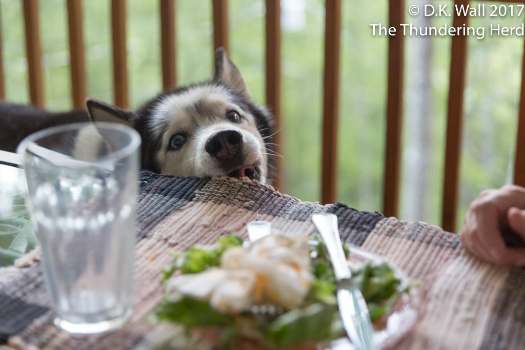 A food thief surfing the dinner table.