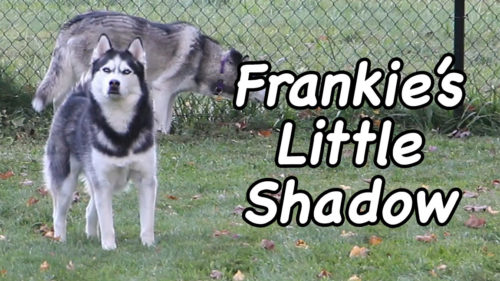 Frankie's Little Shadow
