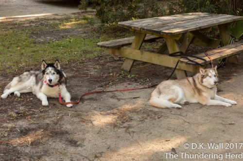 Tartok and Ruby in the campsite next door