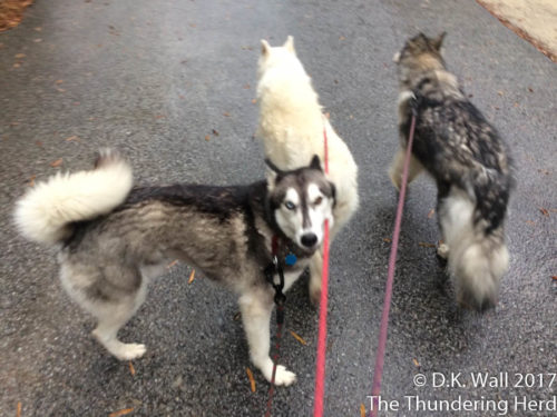 Uh, Hu-Dad, have you noticed it is raining?