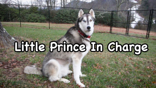 Little Prince In Charge