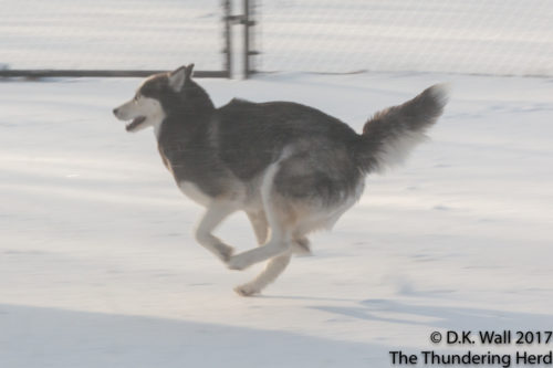 Zoomies and the Snow Insanity Defense.