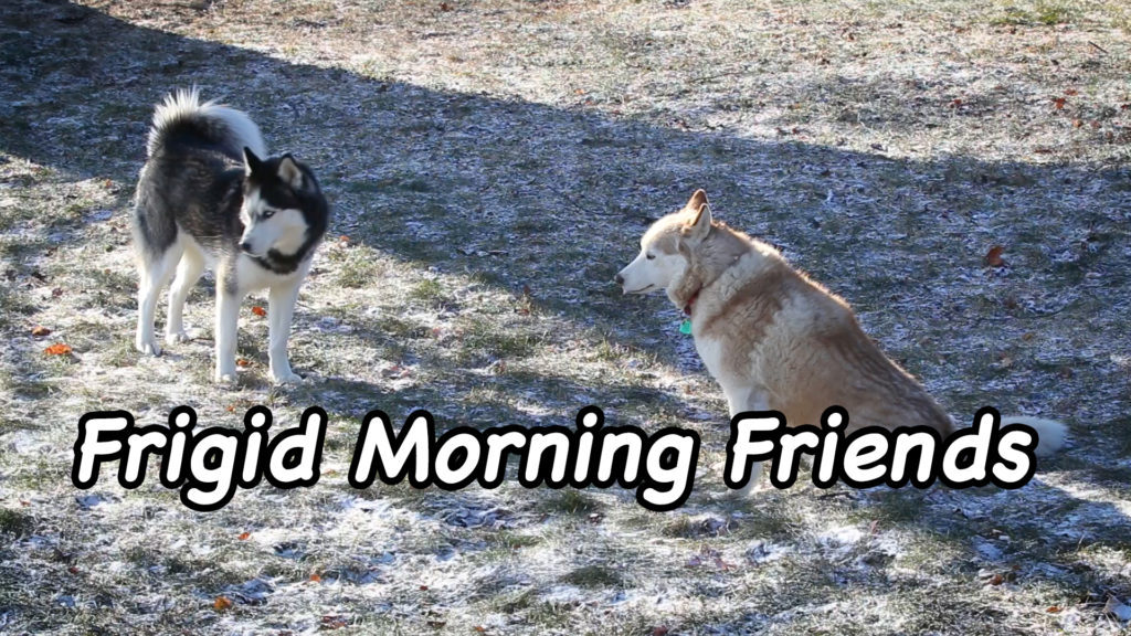Frigid Morning Friends