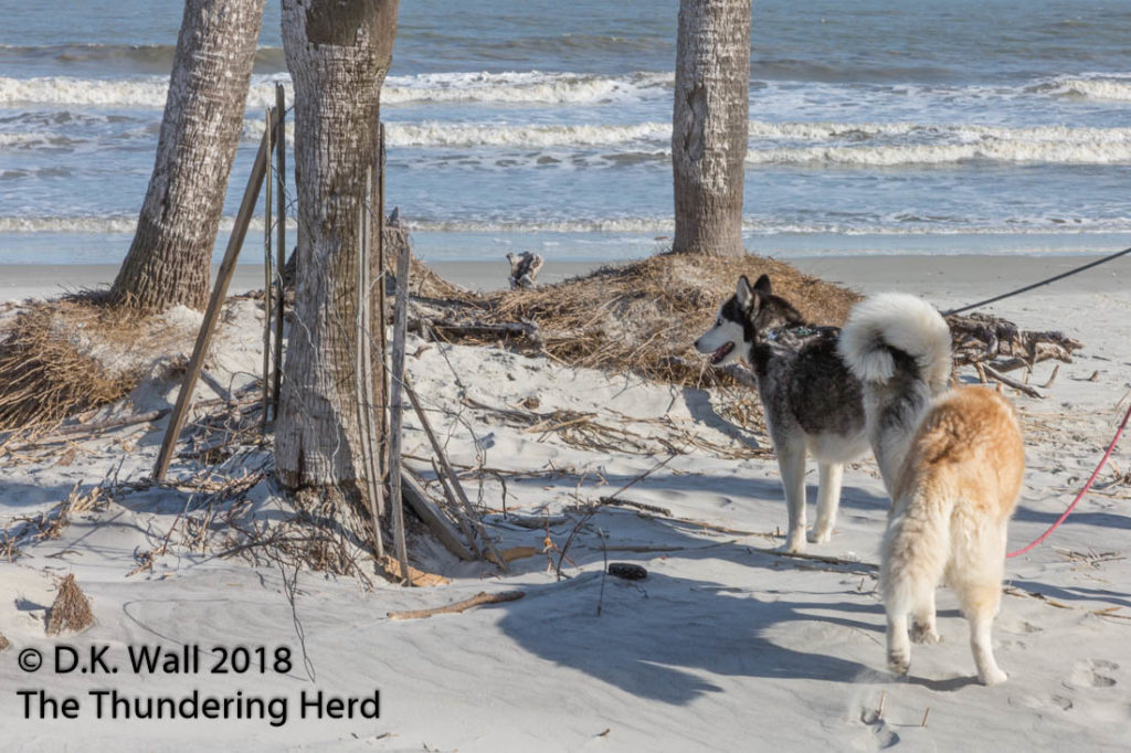 Landon and Cheoah - Siberian Husky Surf proof