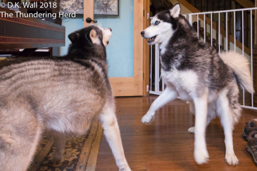 Hey, Big Bro! How about a little indoor wrestlemania,