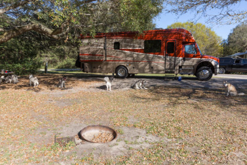 The Herd hanging out in our campsite.