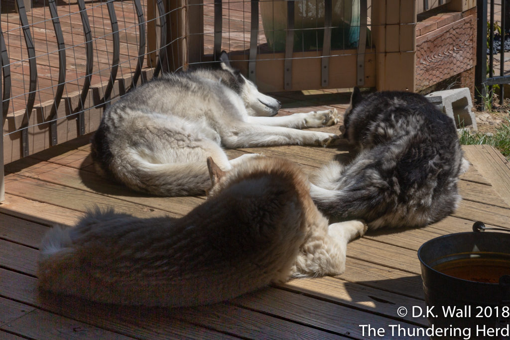 Weather Forecast - Scattered Siberian Huskies on an energetic day.