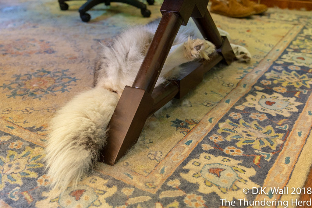Hu-Dad wonders why fuzzy feet adorn his desk.