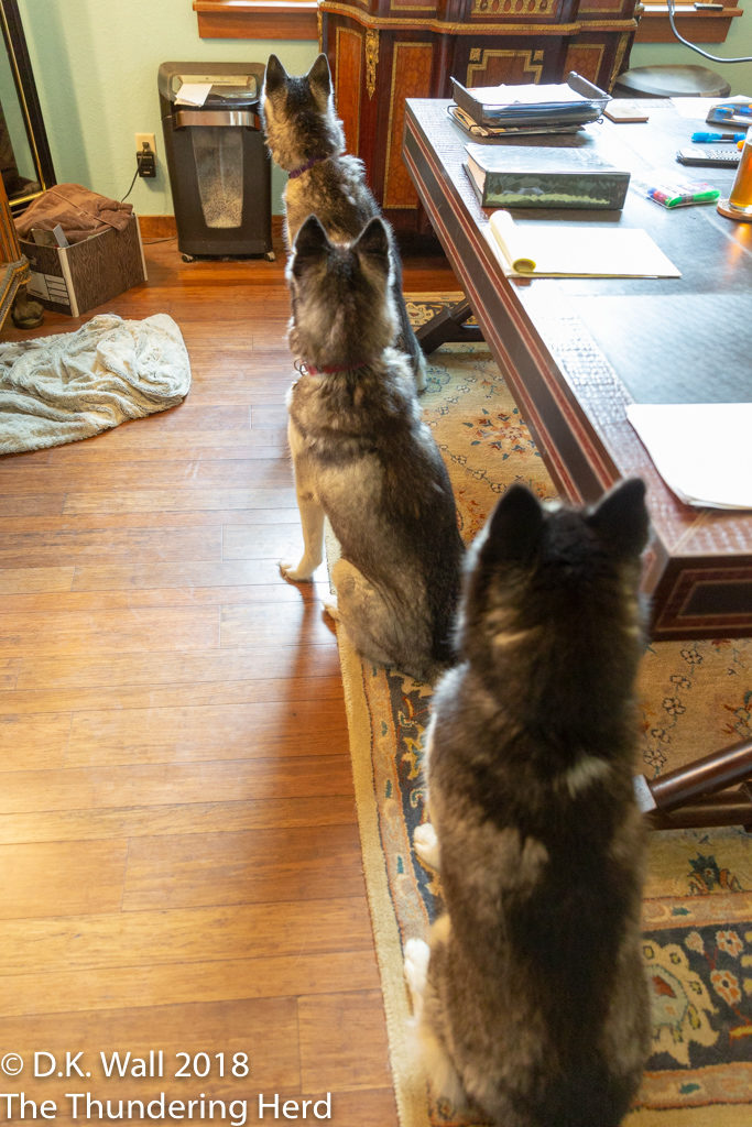 The boys - Frankie, Typhoon, and Landon - lined up for an office security alert.
