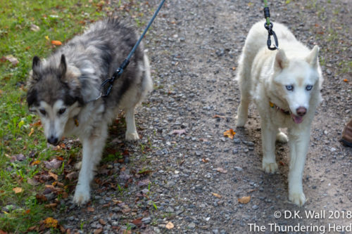 Kiska and Qannik enjoy a quieter walk.