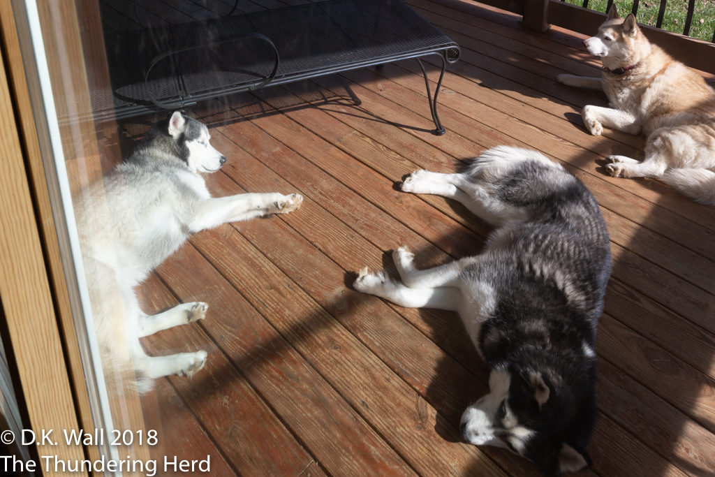 Sunny Sibes on the deck.