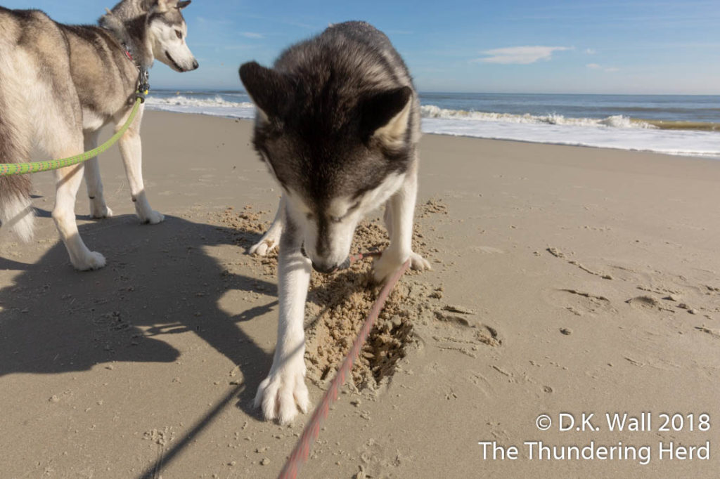 See, Roscoe, you dig in the sand just like this.