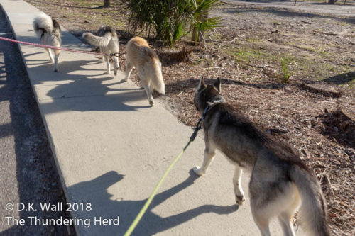 Four out of five members of The Herd say always use the sidewalk.