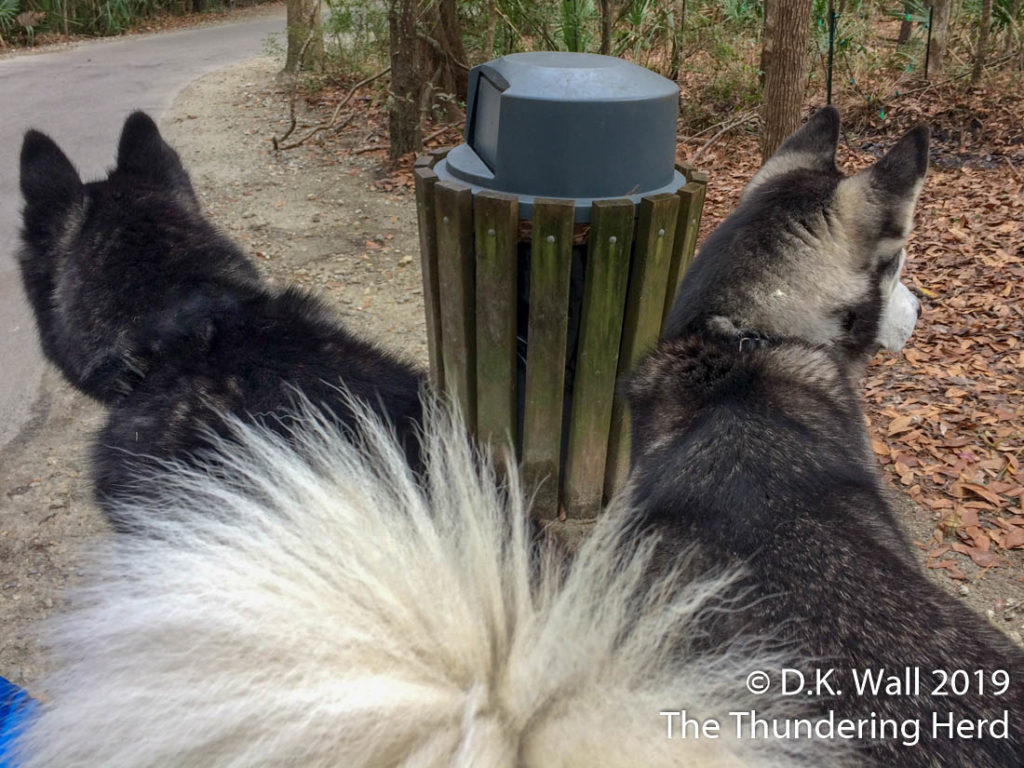 Landon, Roscoe, and very furry tail during our walk.