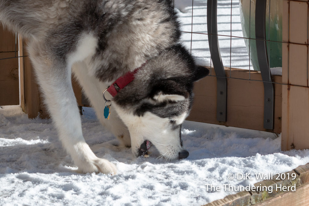Typhoon's favorite snack is snow from the deck.