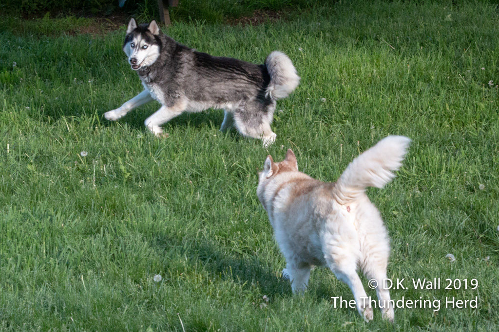 Landon taunting Cheoah with his foot speed (or is that paw speed?).