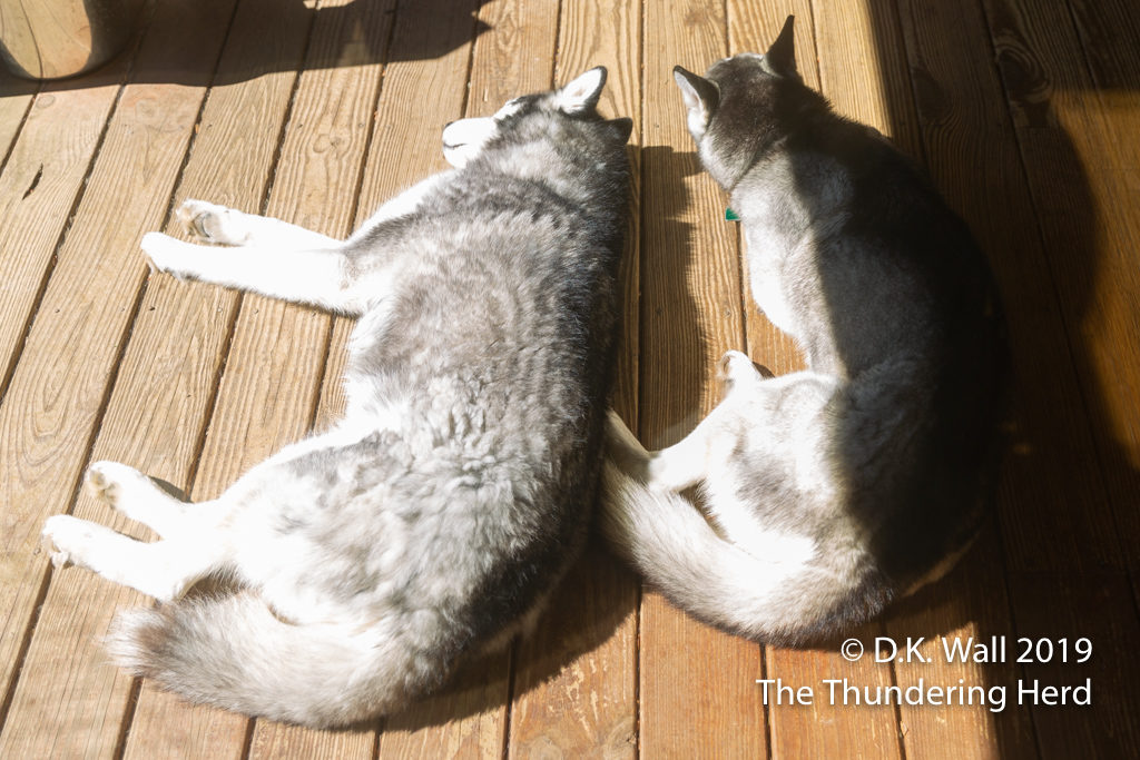 Typhoon and Roscoe napping as the sunshine brothers.
