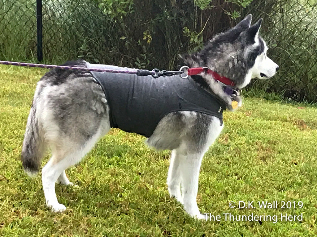 Frankie sporting his stylish Thundershirt to ward off the noisy sky.