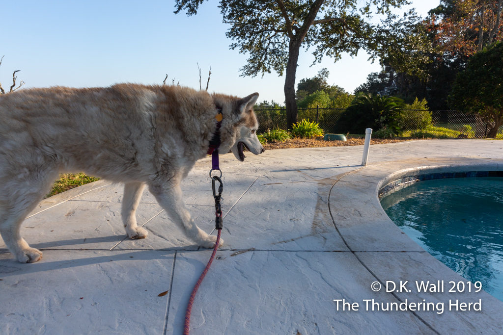 Miss Cheoah approaches the pool