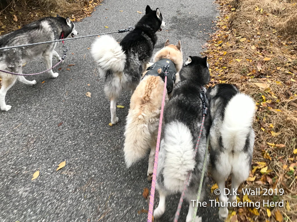 Miss Cheesy joined our morning walk (and was surrounded by her security detail of brothers).