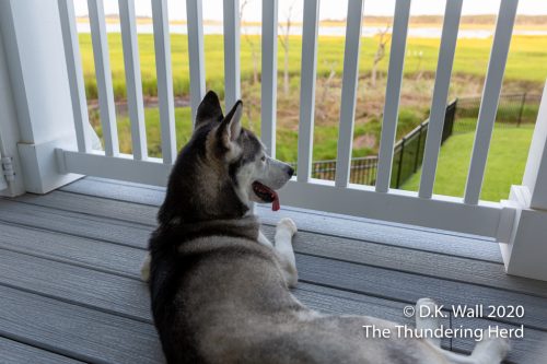 Roscoe Observation Deck | The Thundering Herd