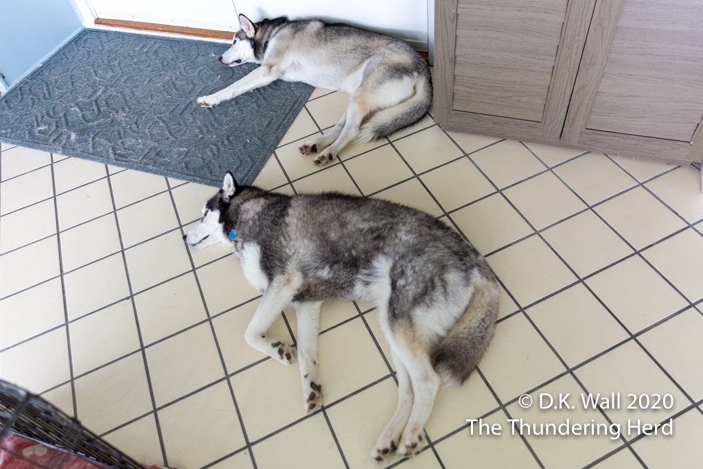 Working dogs holding the floor in place
