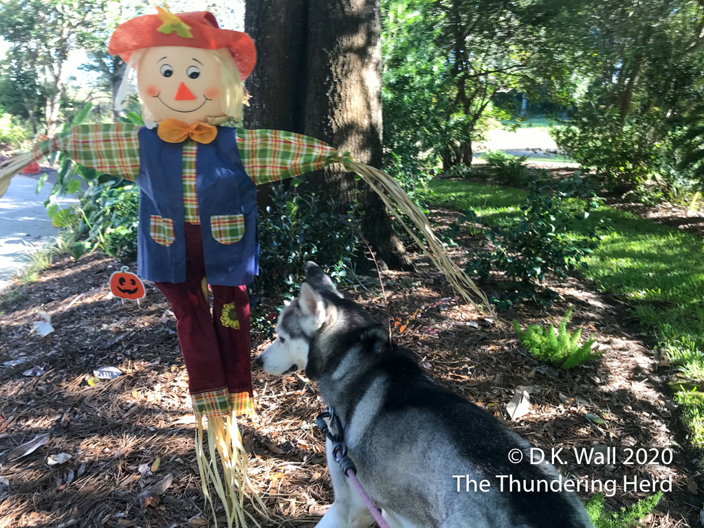 The scarecrow seems to be scared of Roscoe's intentions after sniffing.
