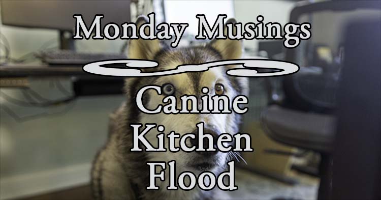 MM Canine Kitchen Flood 600