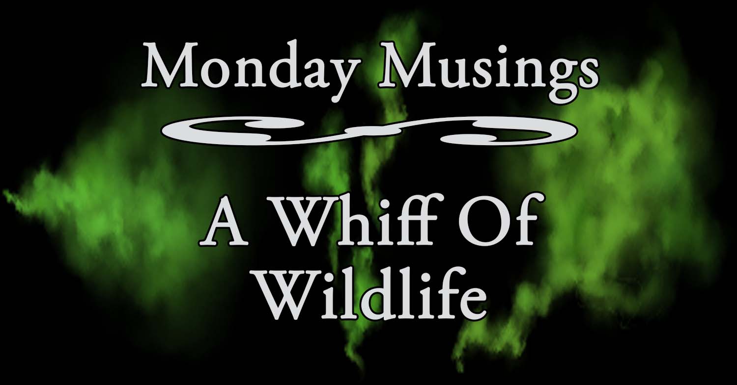 MM Whiff Wildlife 191