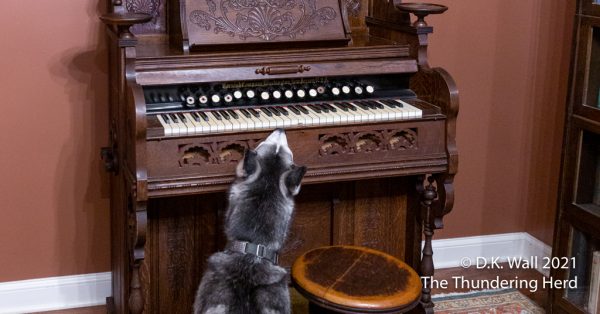 Roscoe the organist