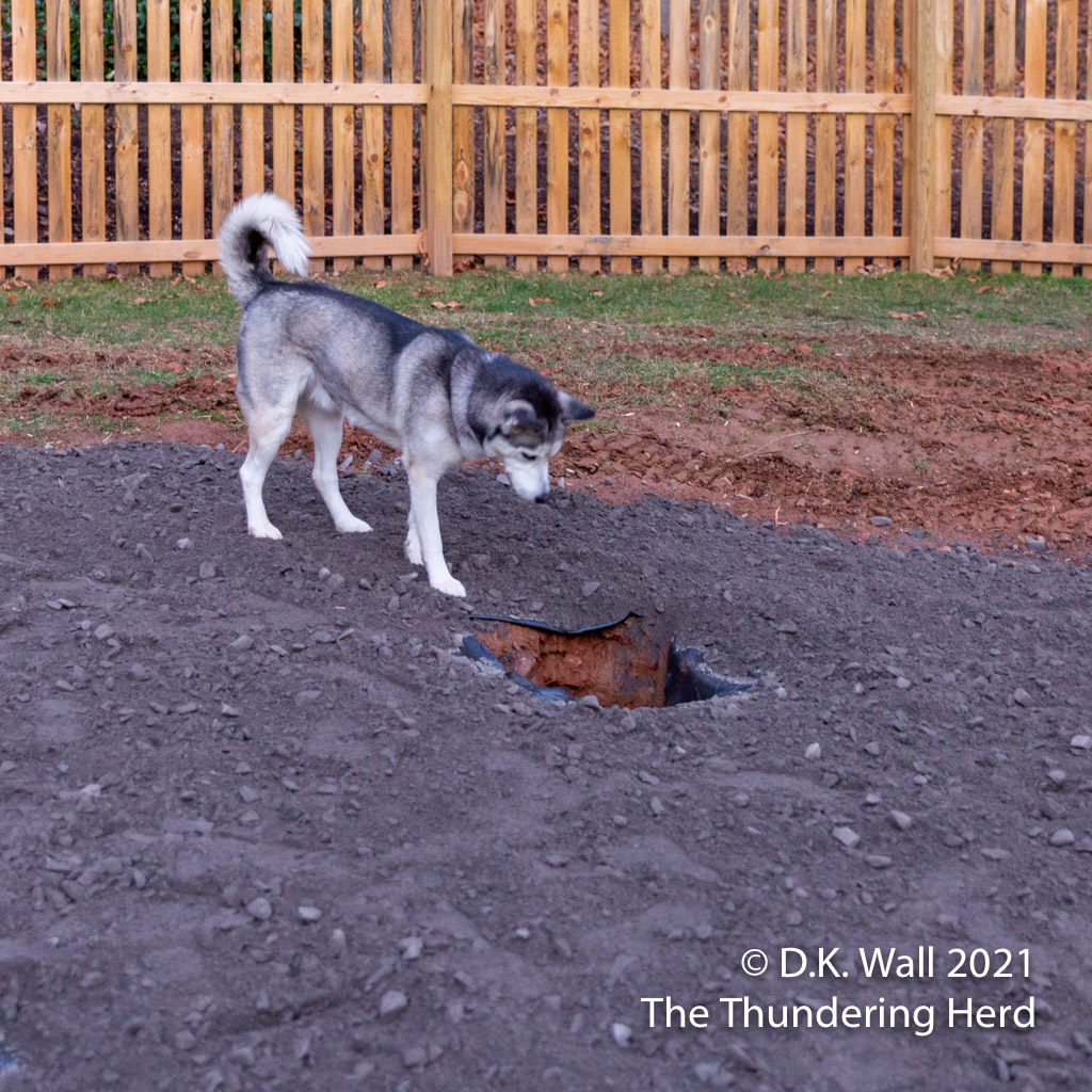 Roscoe inspects one of the holes - a herd cover-up