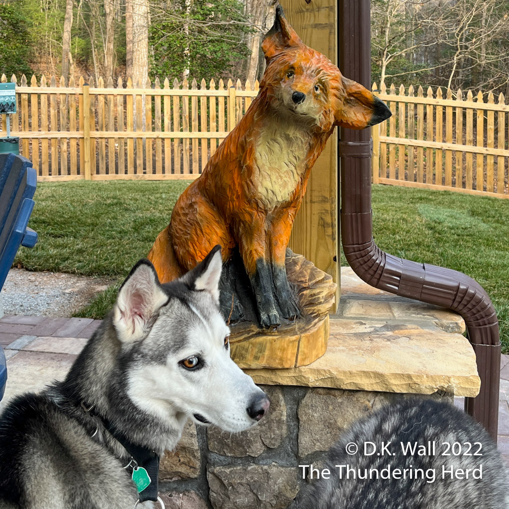 We have the same expression! - Roscoe's Foxy Friend