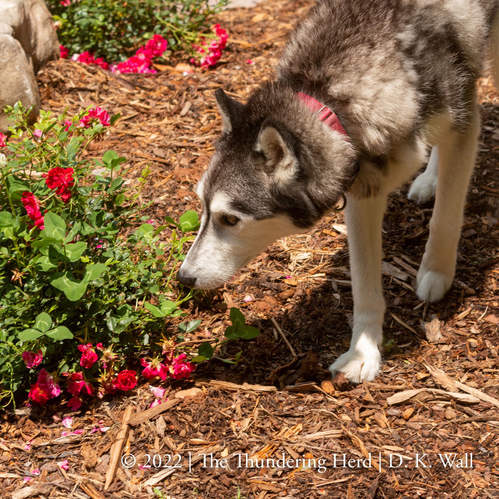 Even Typhoon is enamored with flowers - stop and smell the roses