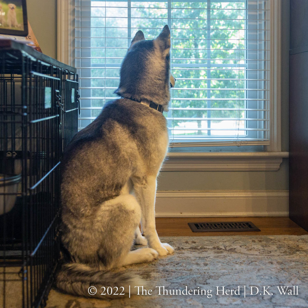No squirrel shall go undetected - the window seat