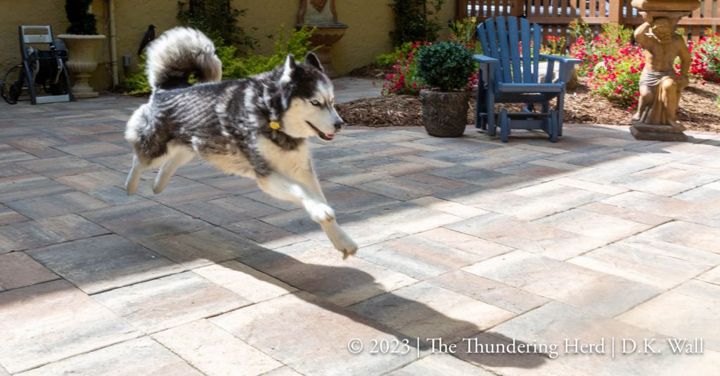 Landon's paws never touch the ground - why walk when you can fly?