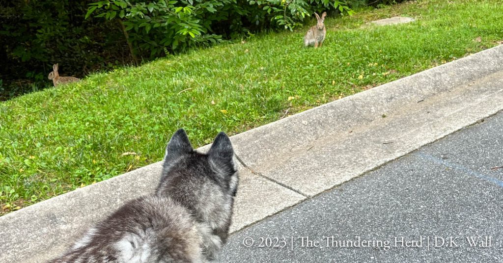 Who will move first? - a hare-y showdown