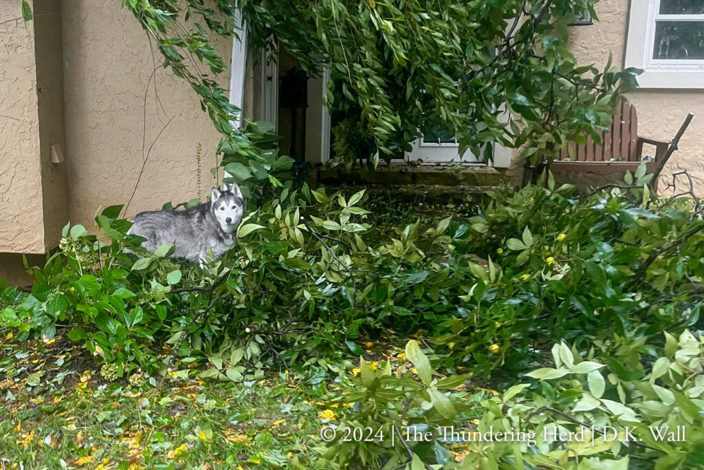 Frankie standing among the fallen black oak tree