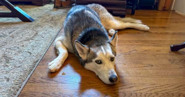 Roscoe snoozing on floor